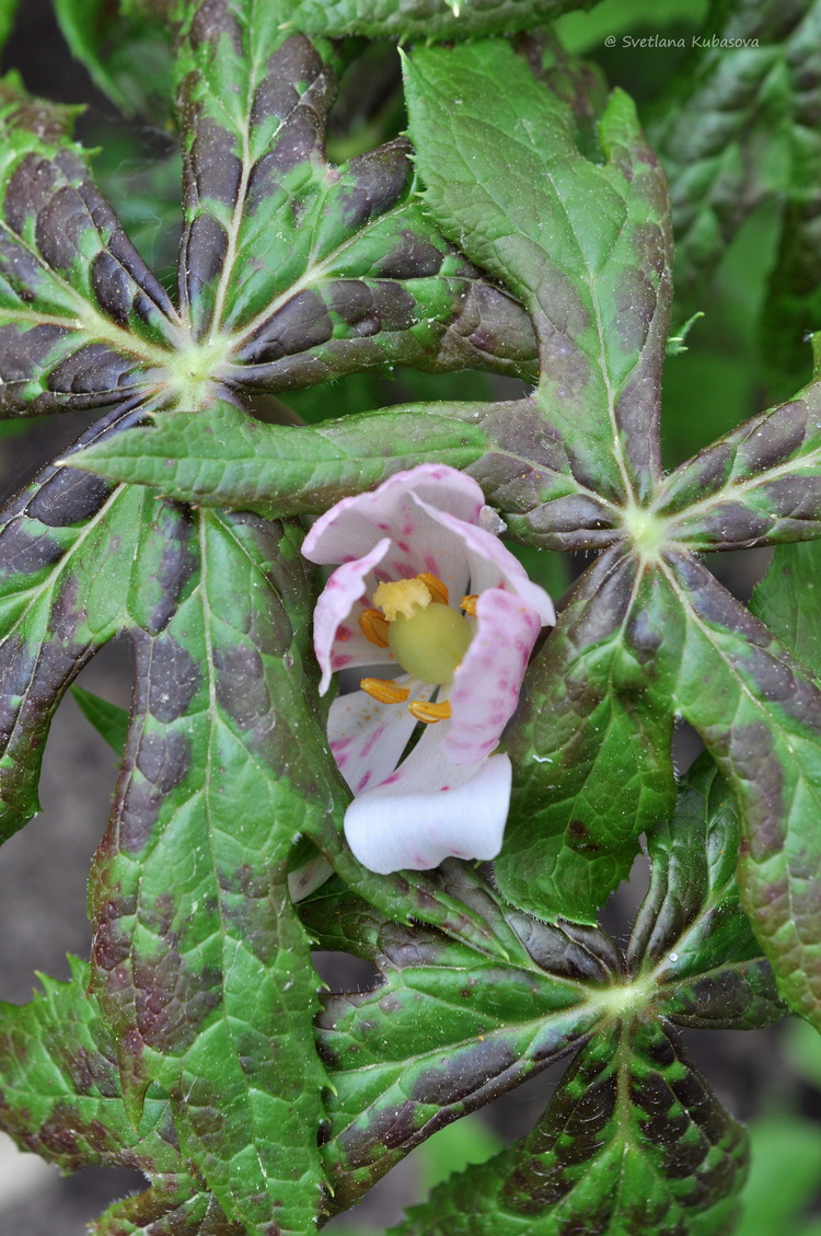 Image of Sinopodophyllum hexandrum specimen.