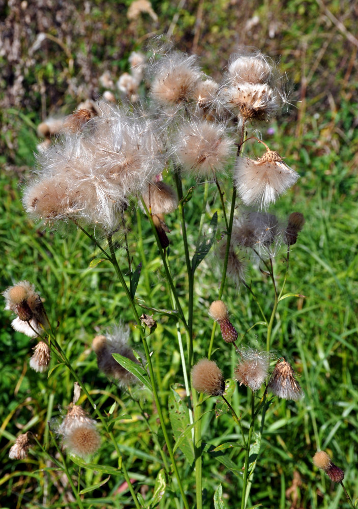 Image of Cirsium arvense specimen.