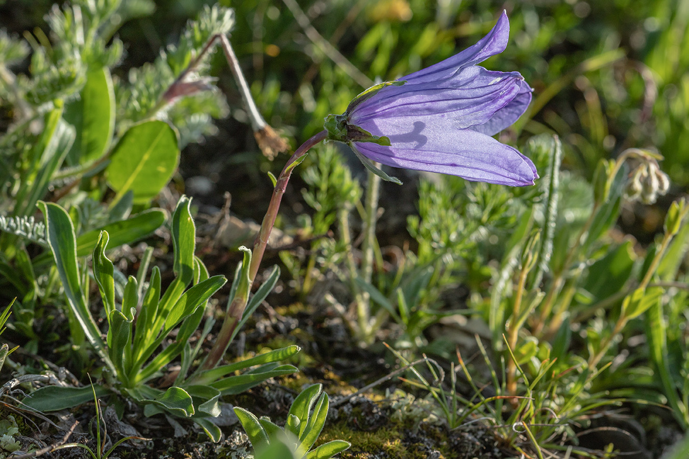 Image of Campanula biebersteiniana specimen.