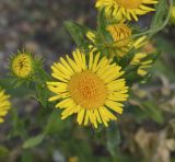 Inula britannica