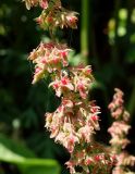 Rumex obtusifolius. Часть соплодия. Сахалинская обл., Невельский р-н, морская заросшая терраса между железной и автомобильной дорогами. 14.08.2019.