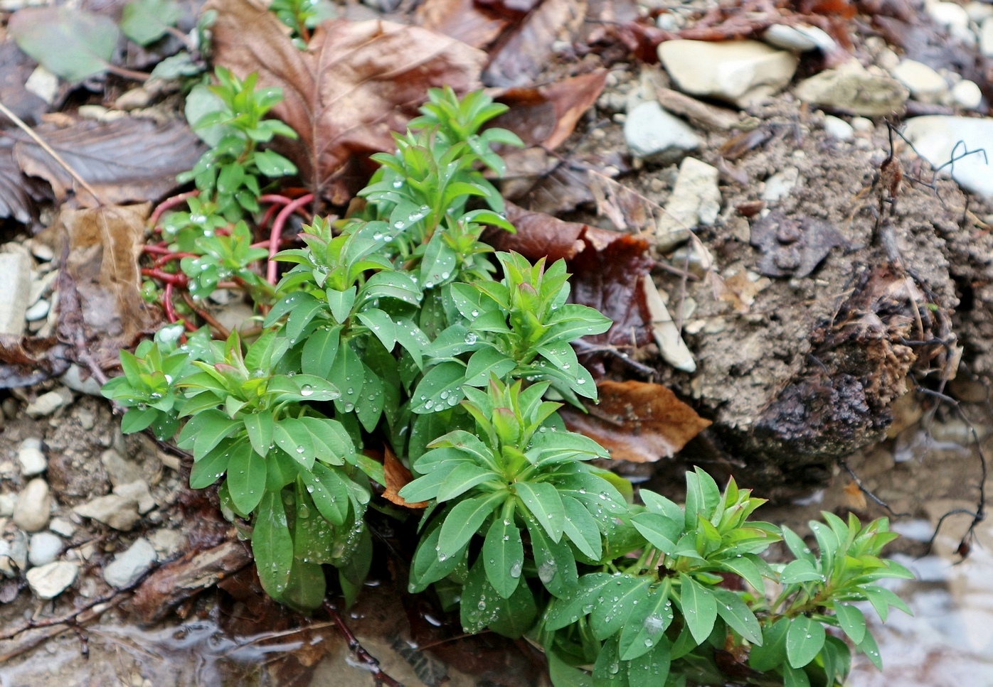 Изображение особи Euphorbia stricta.