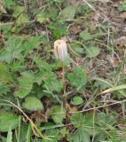 Fritillaria ophioglossifolia