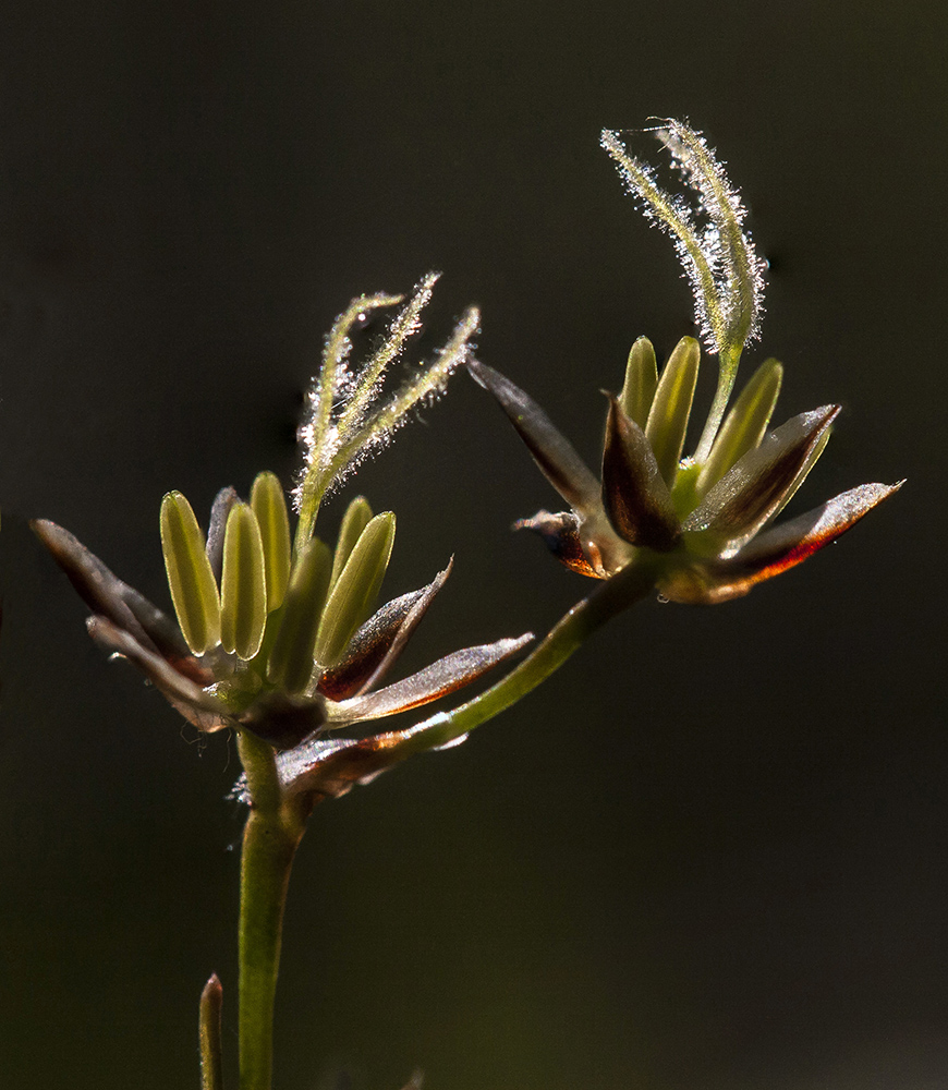 Image of Luzula pilosa specimen.