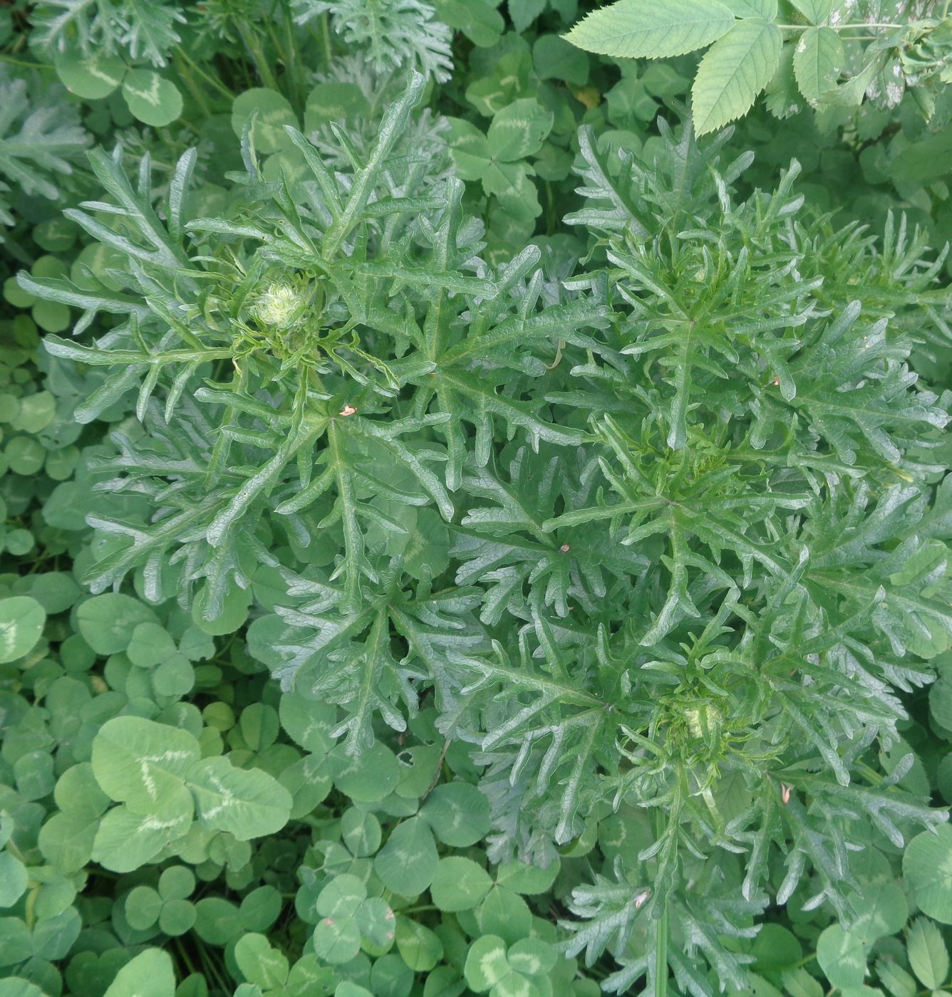 Image of Malva moschata specimen.