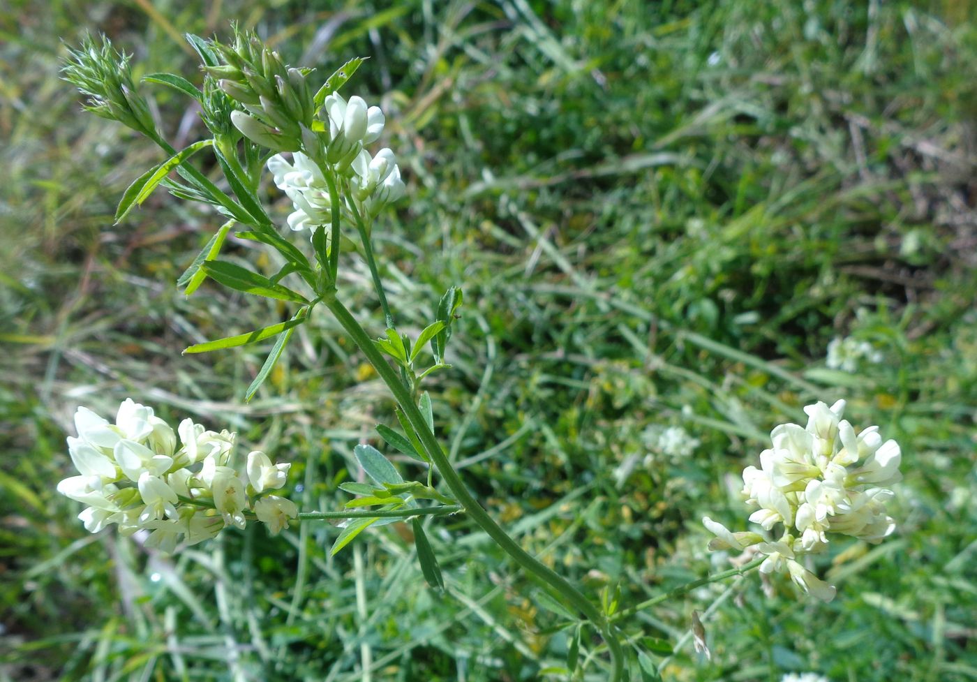 Изображение особи Medicago &times; varia.