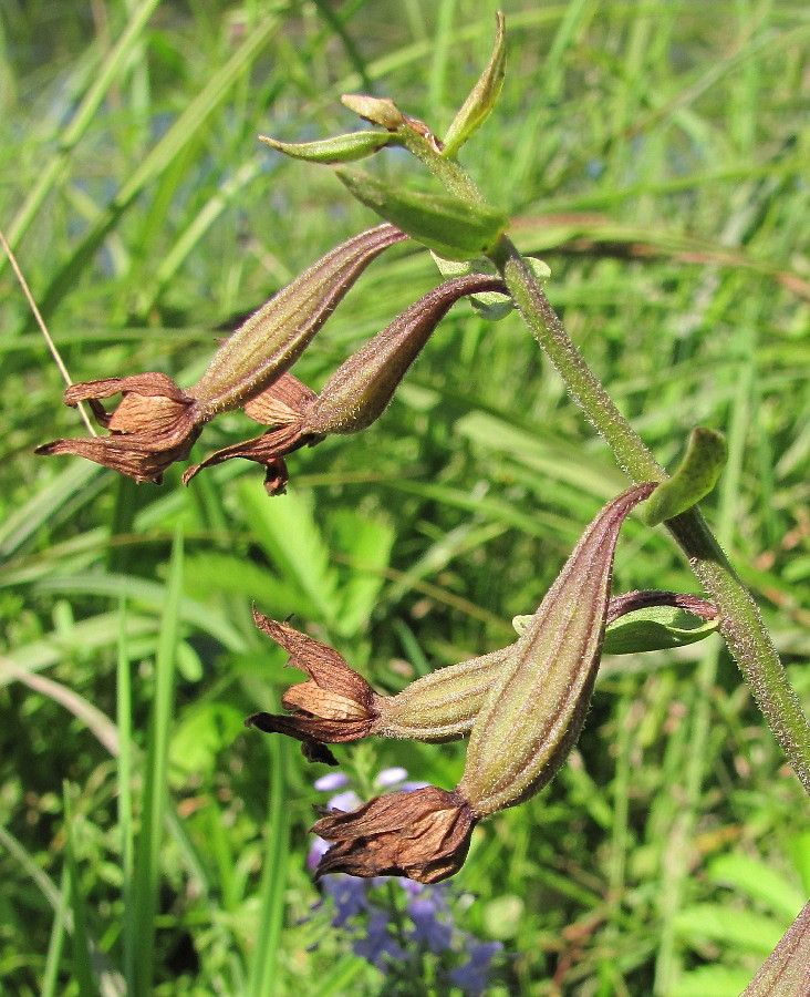 Изображение особи Epipactis palustris.