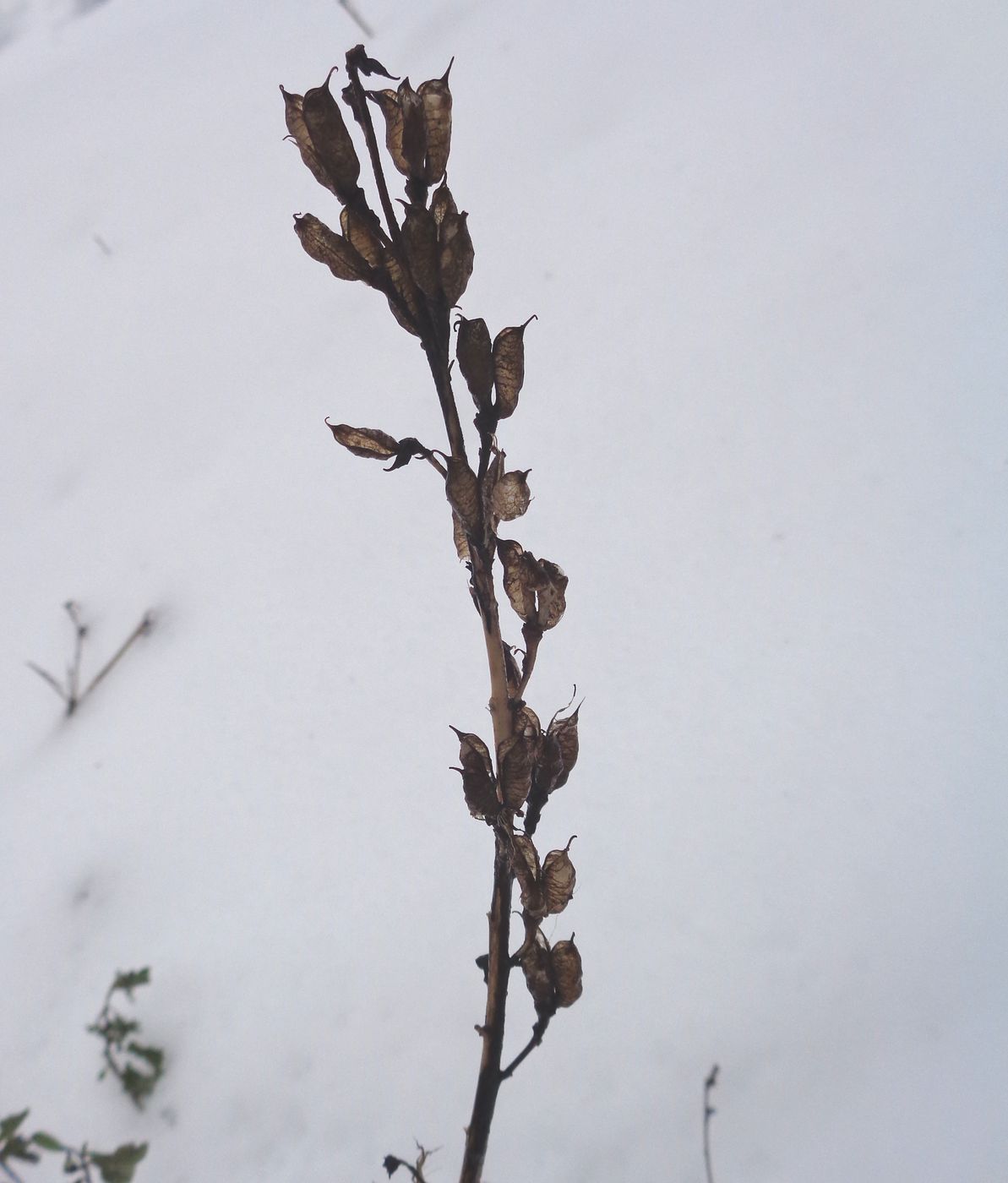 Image of Aconitum napellus specimen.