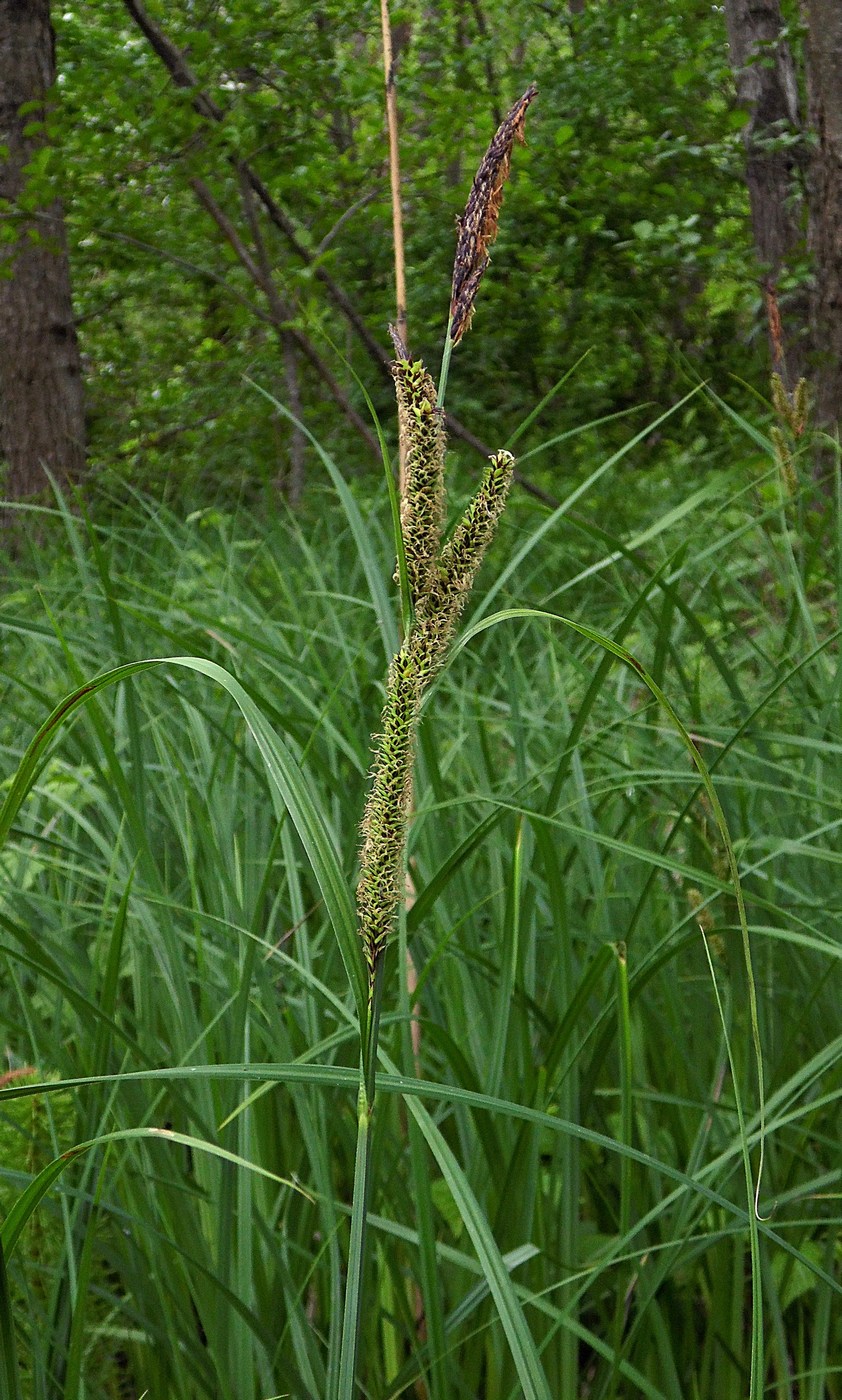 Image of Carex acutiformis specimen.