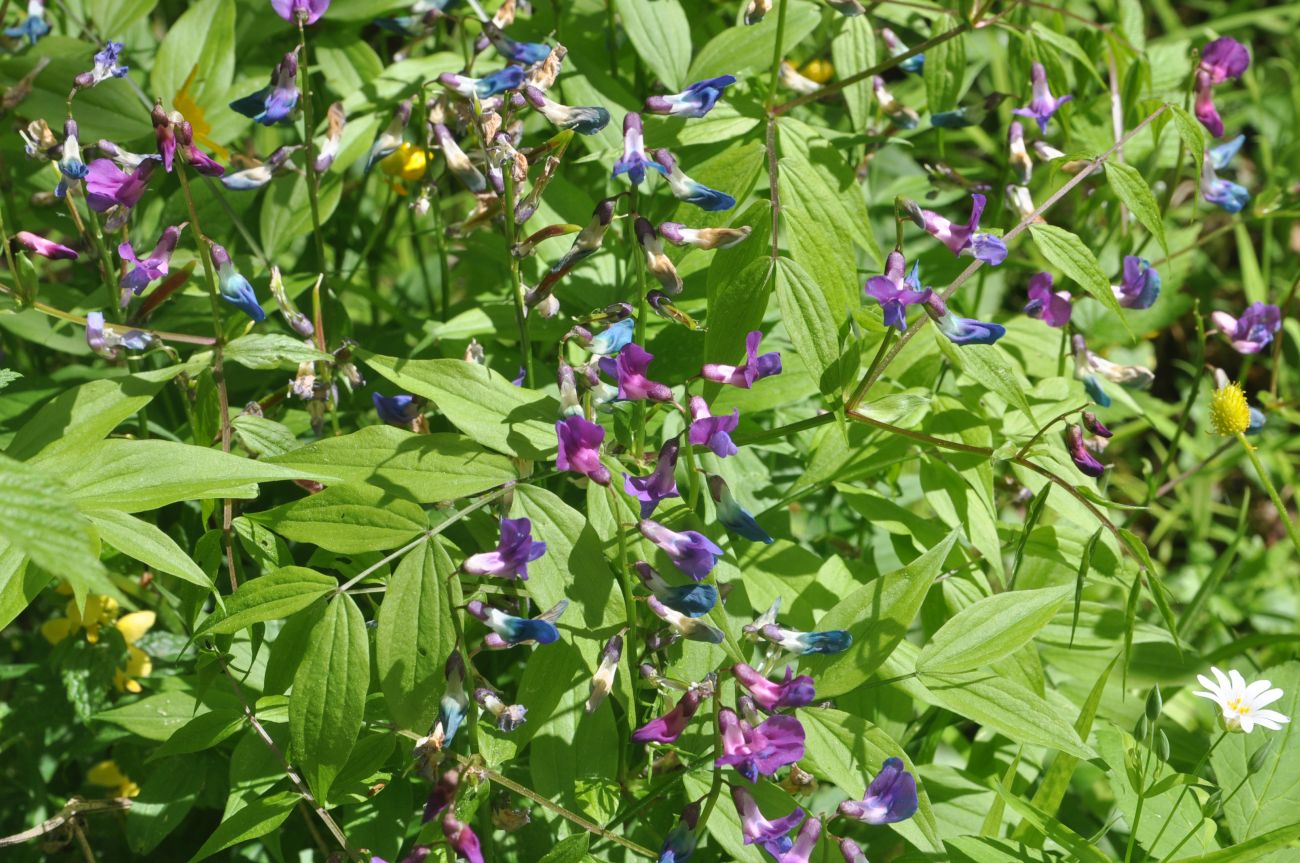 Image of Lathyrus vernus specimen.