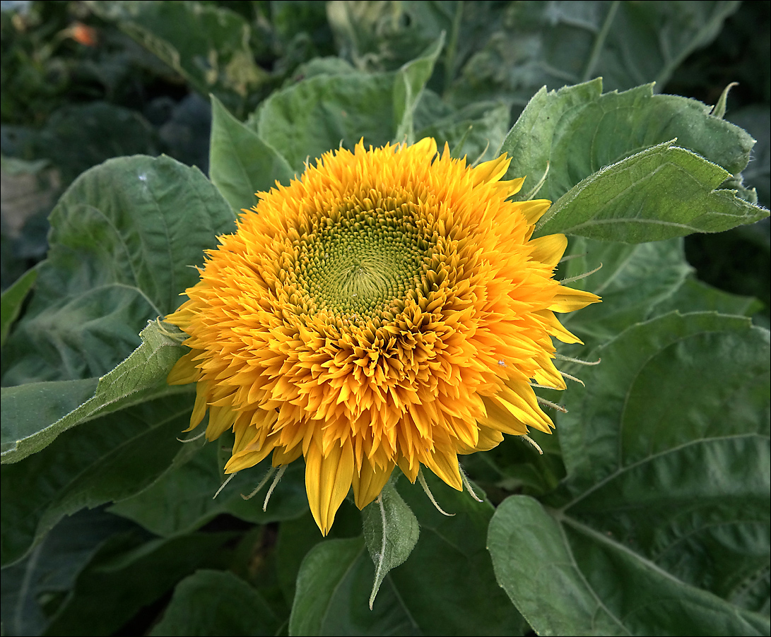 Image of Helianthus annuus specimen.