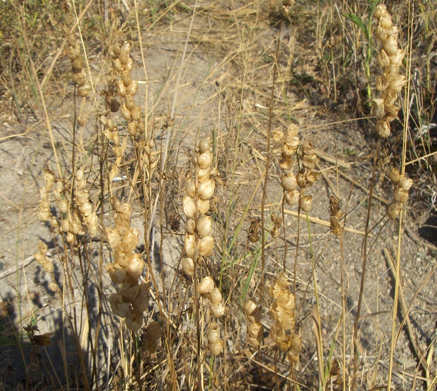 Изображение особи род Rhinanthus.