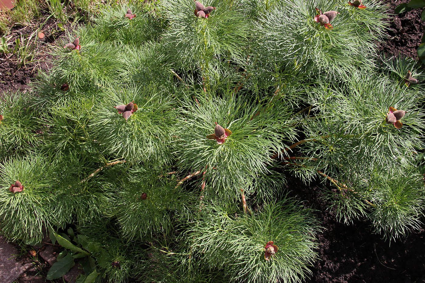 Изображение особи Paeonia tenuifolia.