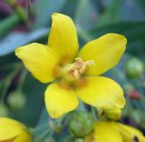 Lysimachia vulgaris. Цветок. Украина, Волынская обл., Ратновский р-н, юго-западные окрестности с. Окачево, левый берег р. Припять, луг. 29 июля 2010 г.