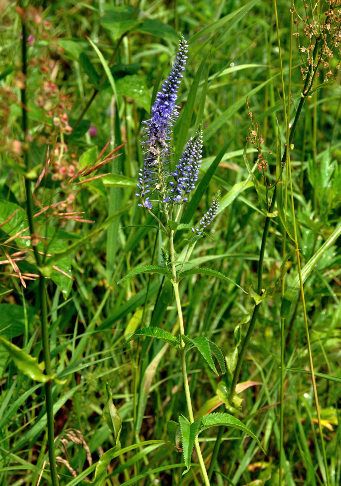 Image of Veronica longifolia specimen.