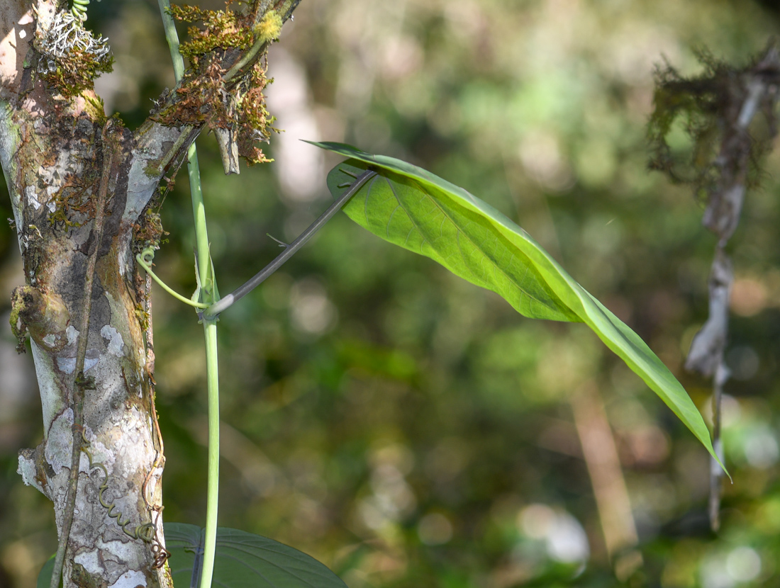 Image of Passiflora ligularis specimen.