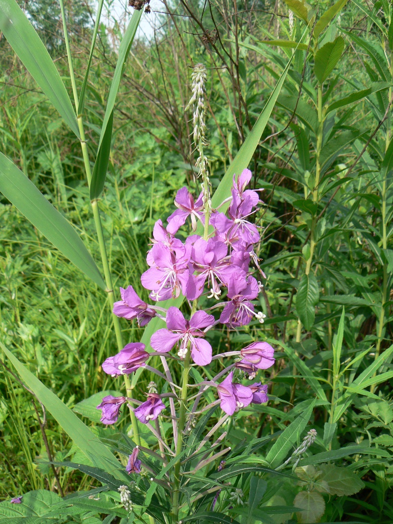 Изображение особи Chamaenerion angustifolium.