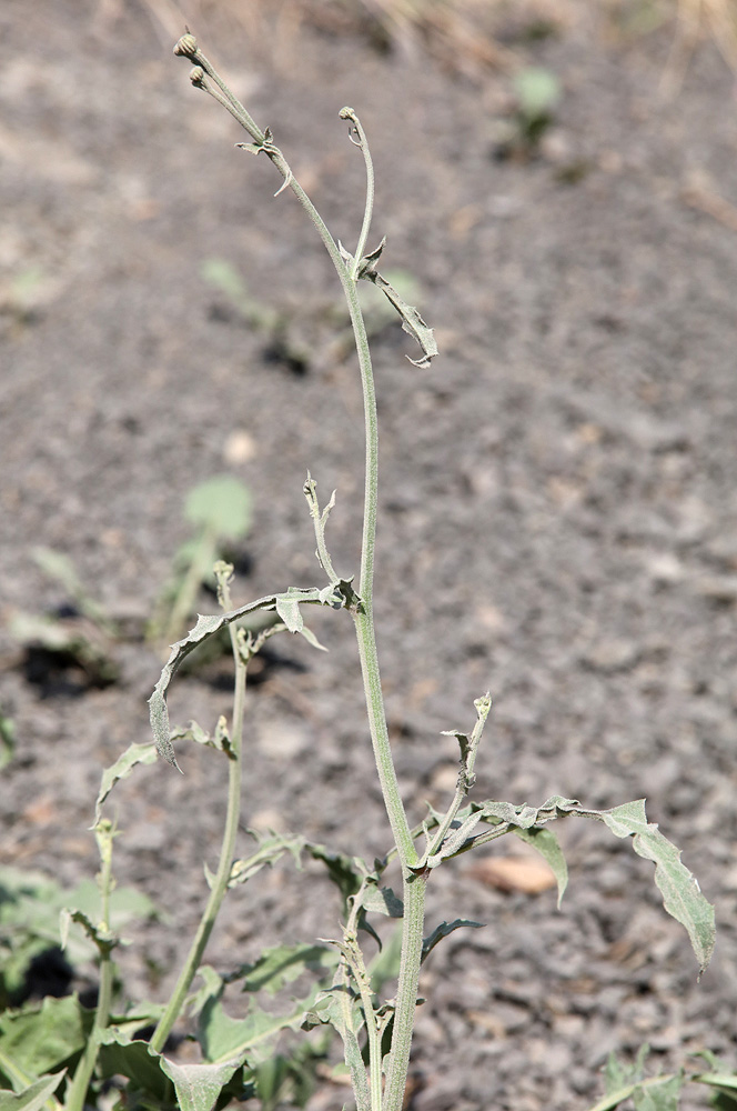 Image of Crepis sonchifolia specimen.