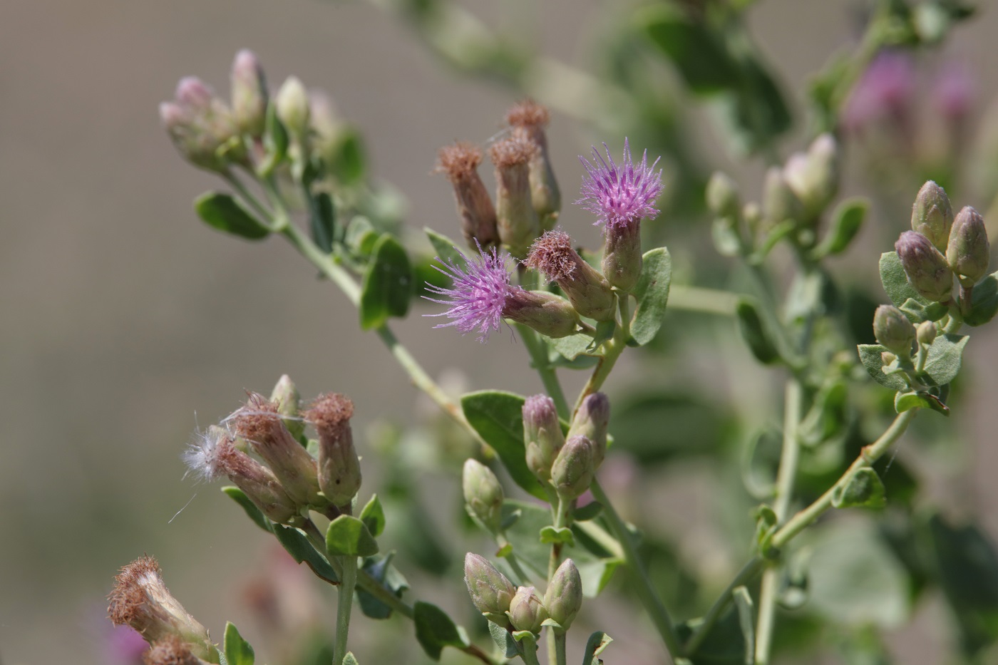 Изображение особи Karelinia caspia.