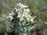 Teucrium capitatum