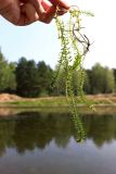 Elodea canadensis. Побеги. Республика Татарстан, г. Набережные Челны, Автозаводский р-н, парк «Прибрежный», озеро. 11.08.2021.