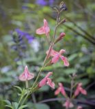 genus Salvia. Соцветие. Москва, ботанический сад МГУ \"Аптекарский огород\", в культуре. 02.09.2021.