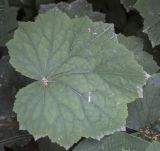 Heuchera sanguinea