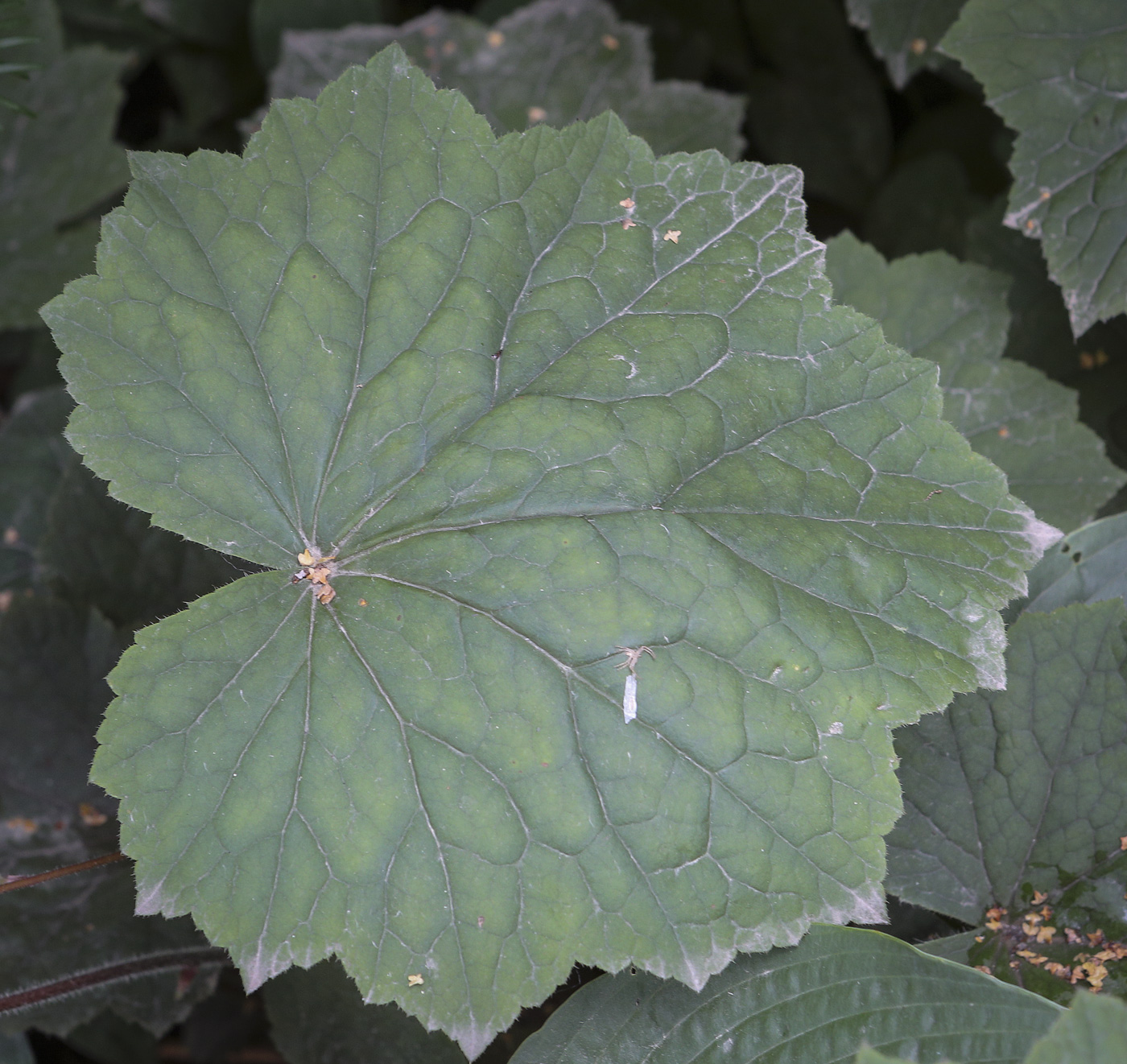 Изображение особи Heuchera sanguinea.