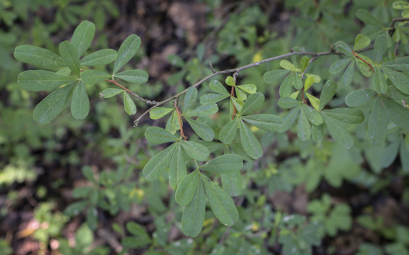 Image of Caragana frutex specimen.