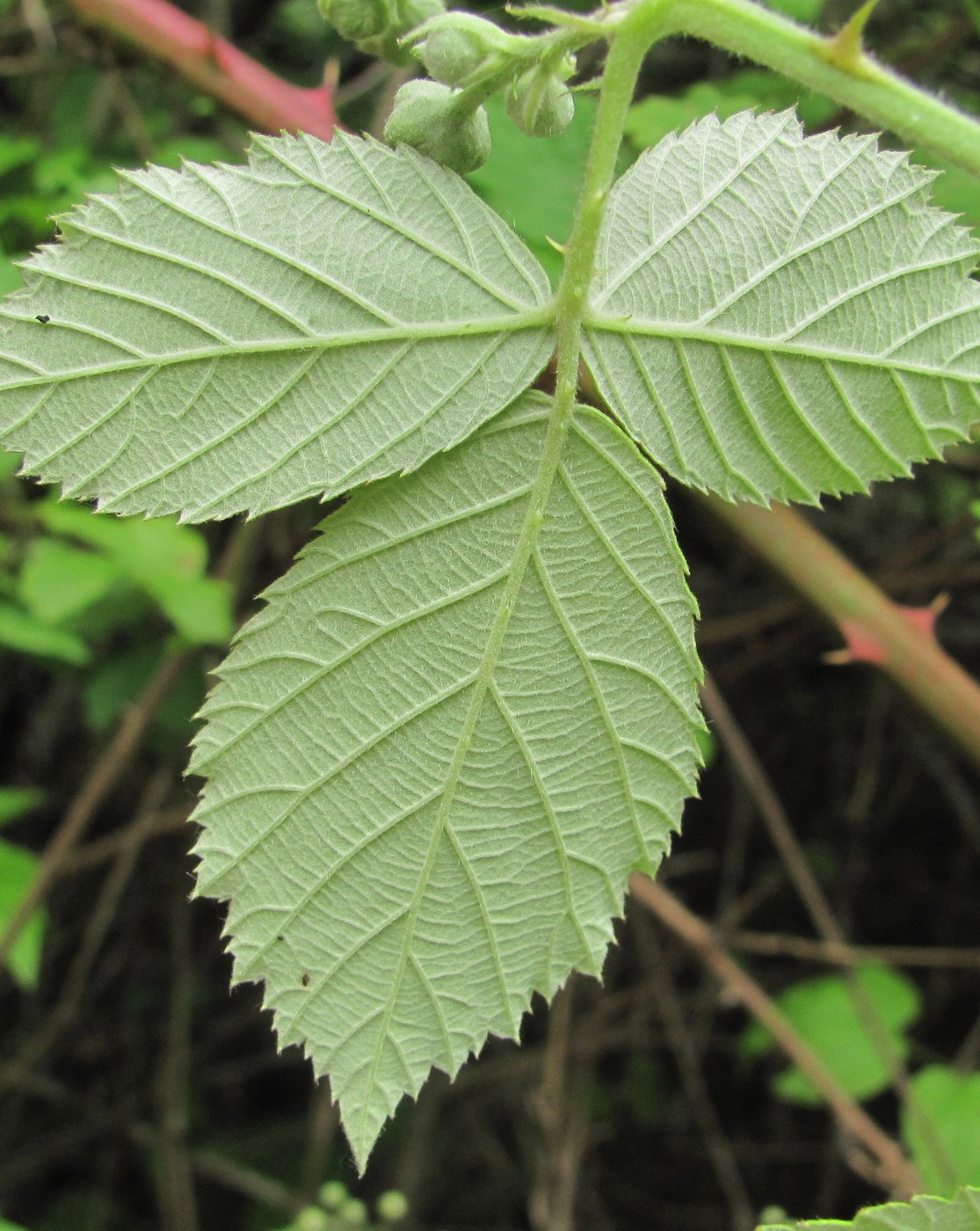 Image of Rubus sanctus specimen.