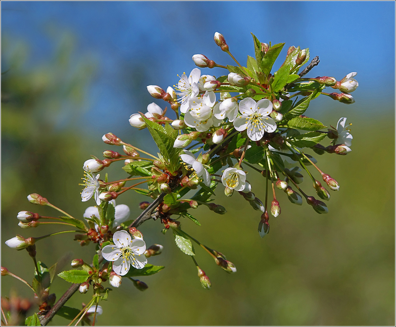 Изображение особи Cerasus vulgaris.