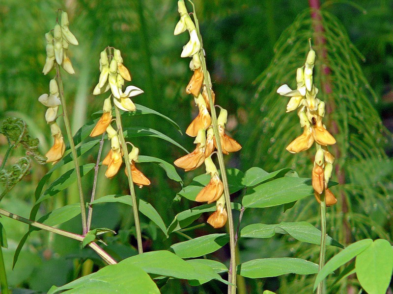 Image of Lathyrus gmelinii specimen.