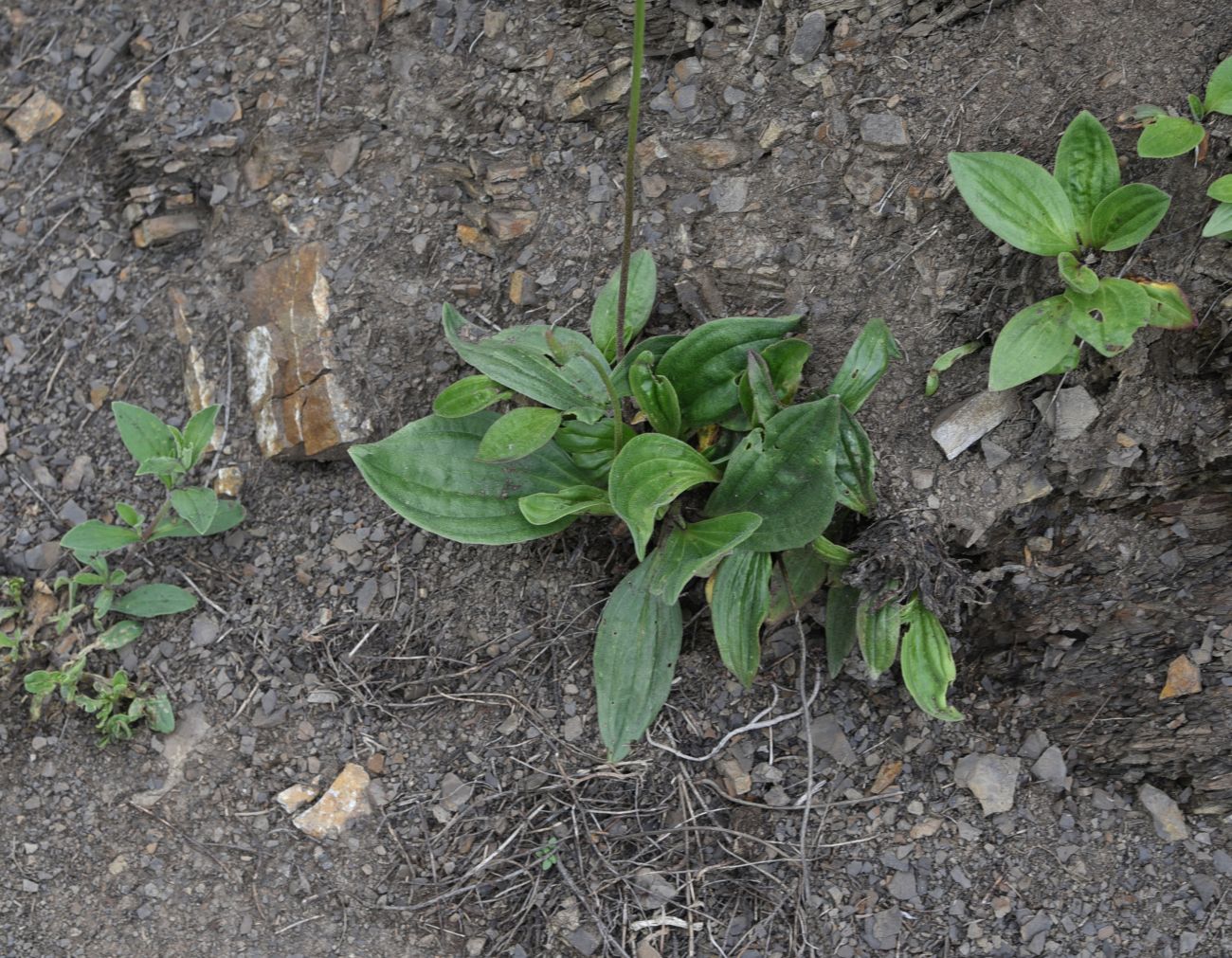 Изображение особи Plantago urvillei.