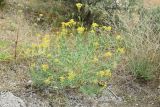 Haplophyllum acutifolium