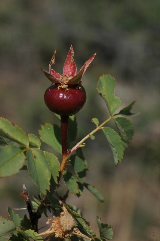 Изображение особи Rosa spinosissima.