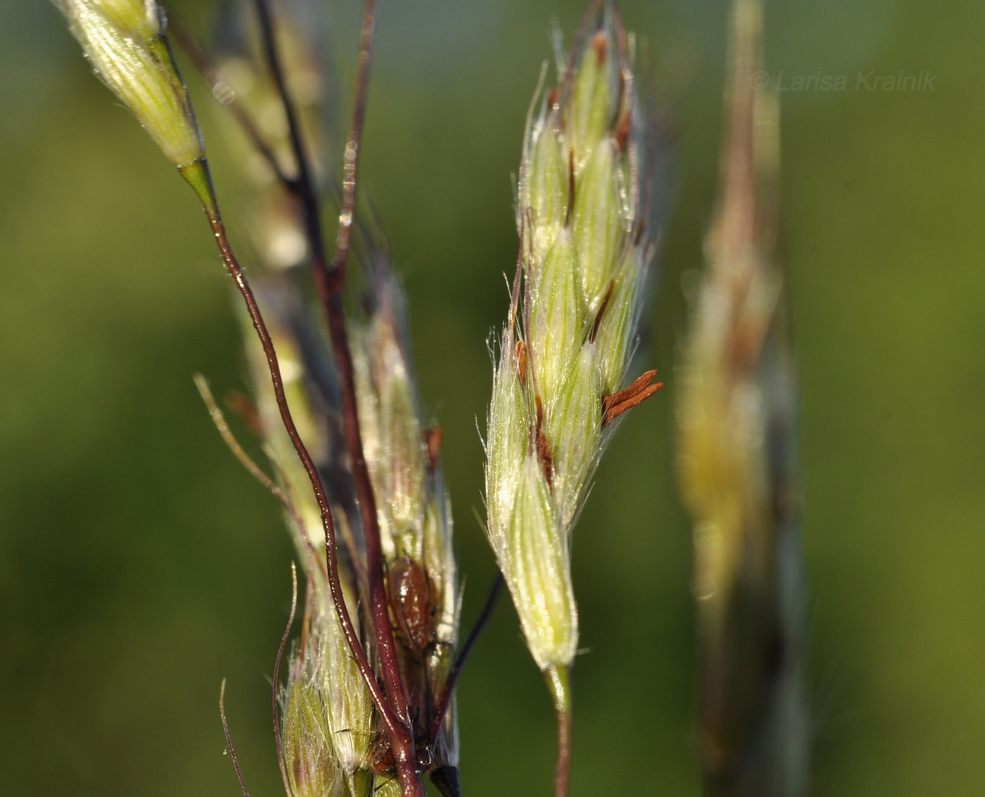 Изображение особи Miscanthus sacchariflorus.