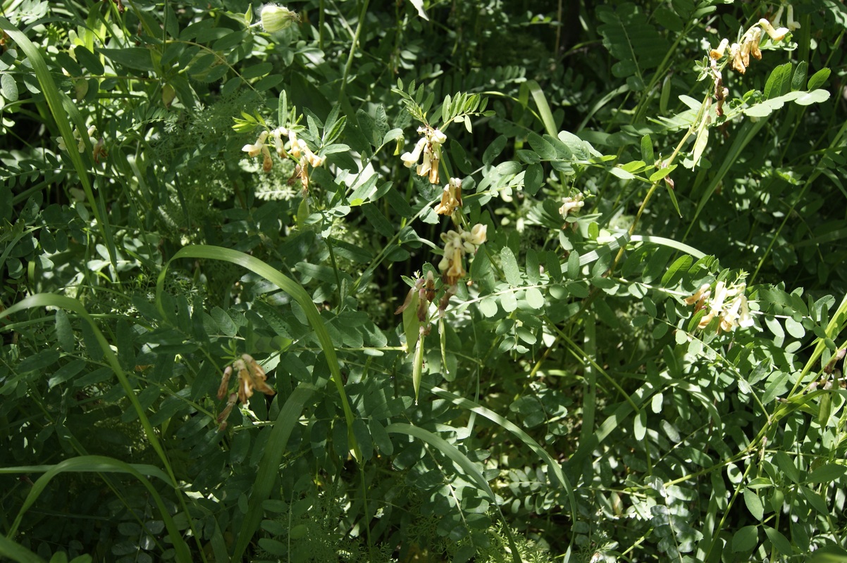 Image of Vicia balansae specimen.