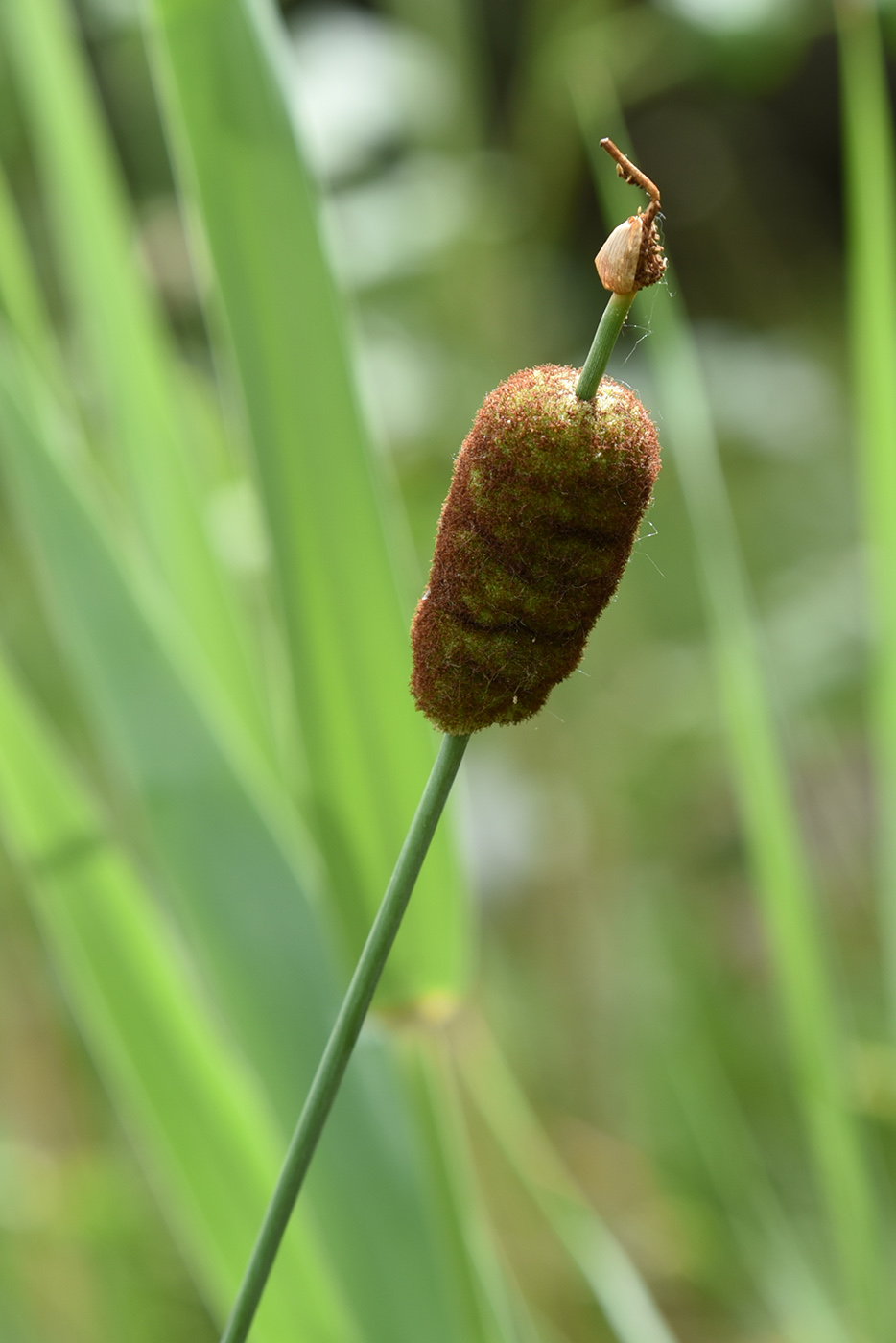 Изображение особи Typha minima.