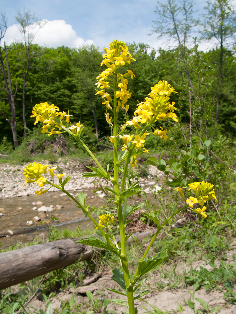 Image of Barbarea arcuata specimen.