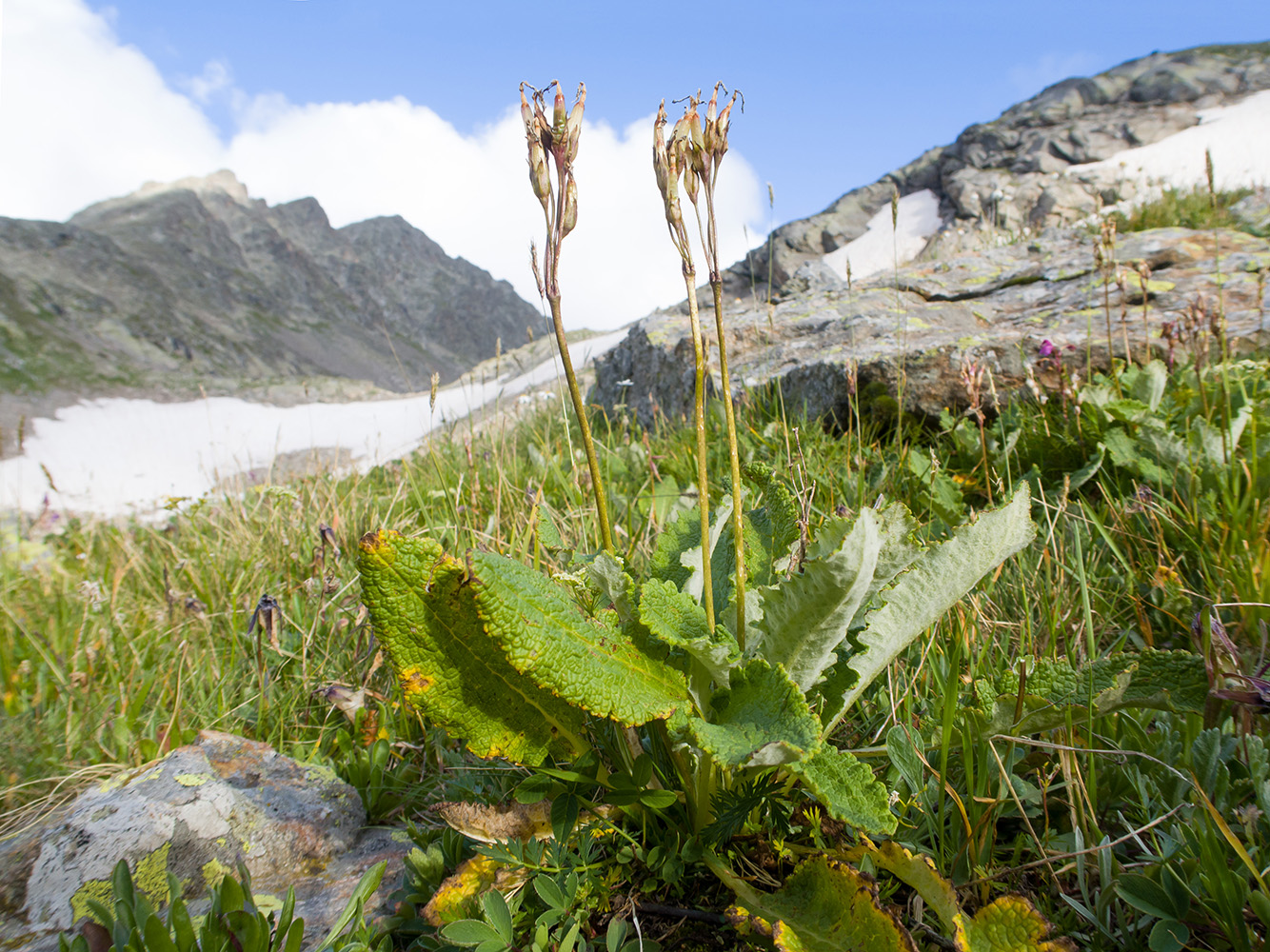 Image of Primula amoena specimen.