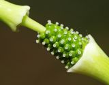 Arisaema amurense