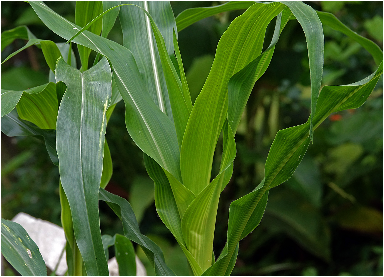 Image of Zea mays specimen.