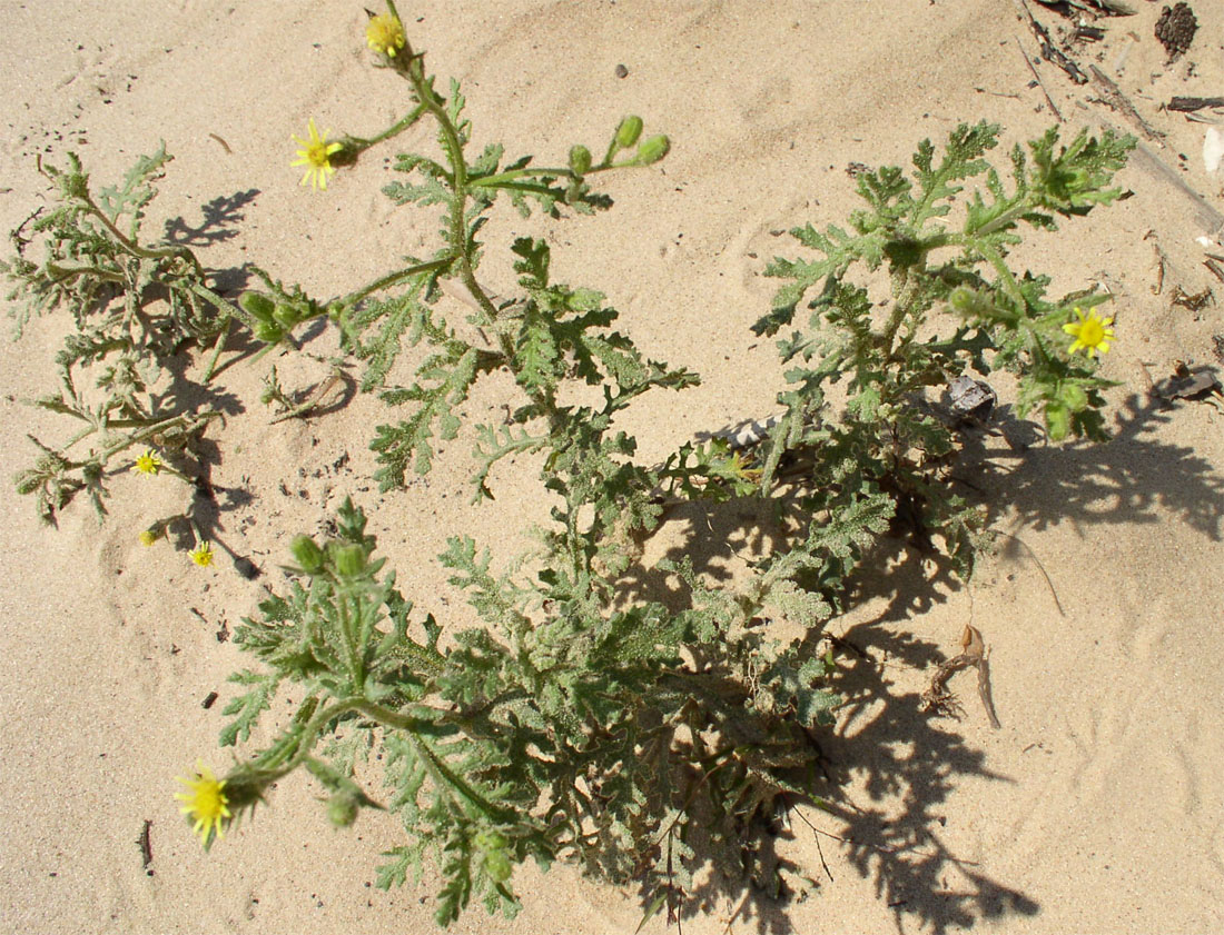 Image of Senecio viscosus specimen.