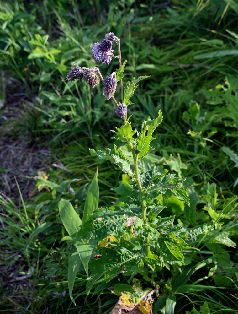 Изображение особи Cirsium kamtschaticum.