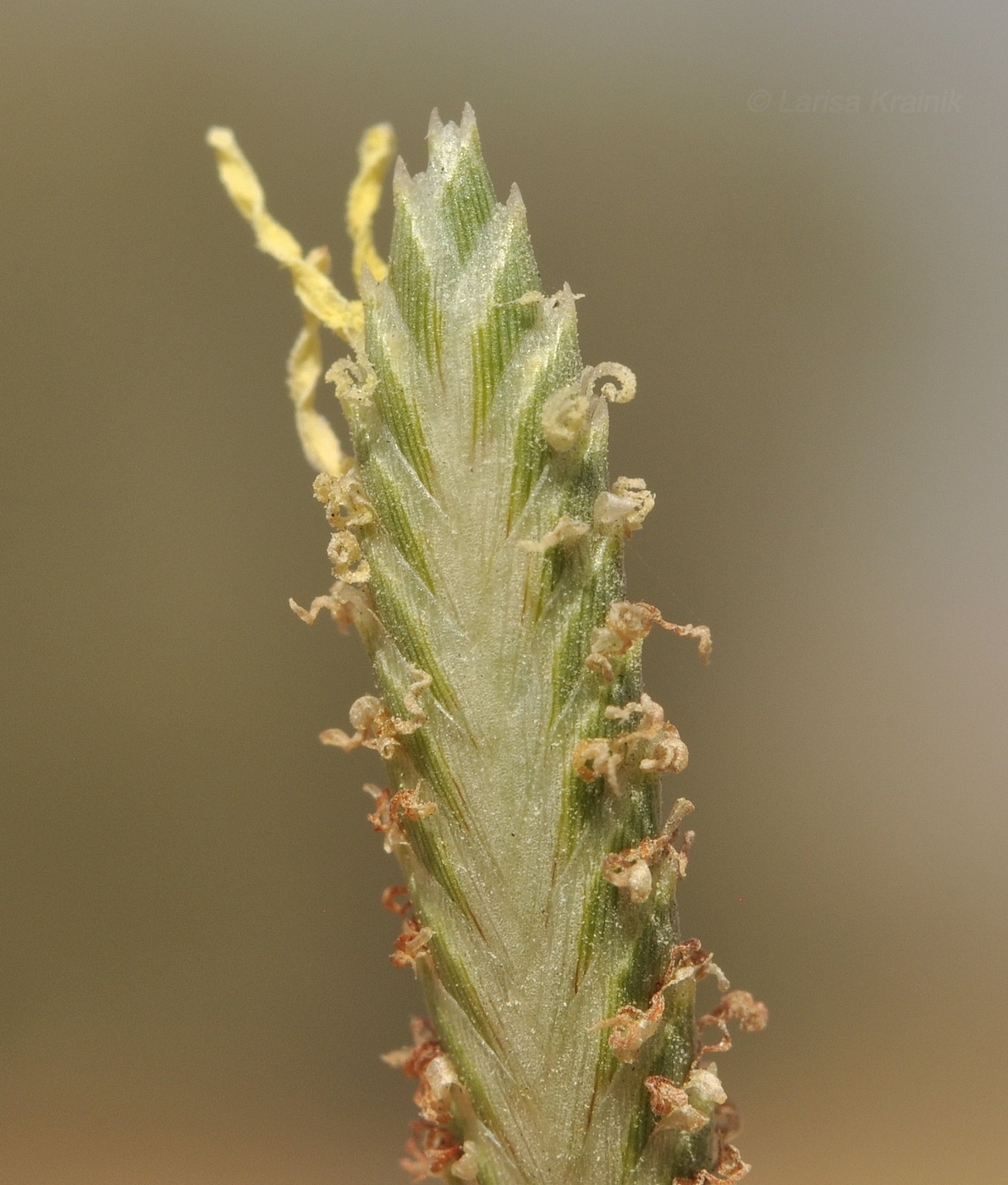 Изображение особи род Cyperus.