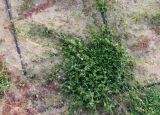 Смотреть изображение Trifolium resupinatum