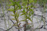 Eupatorium cannabinum