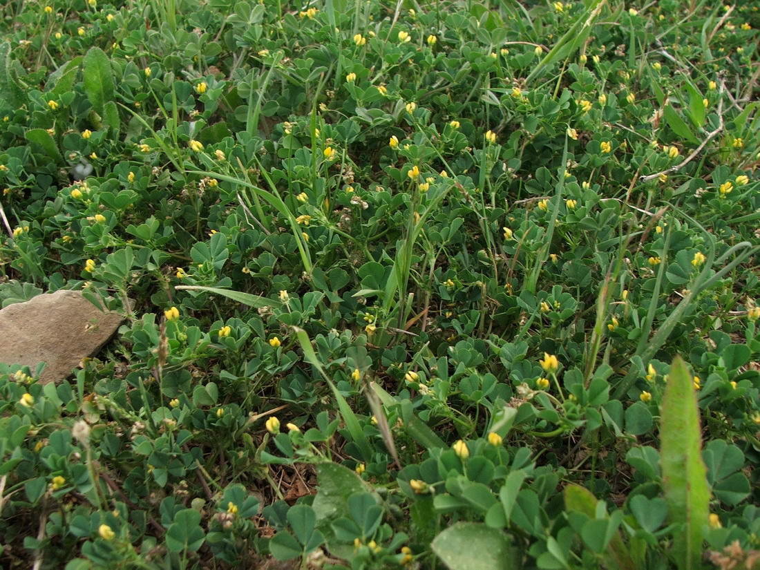 Image of Medicago denticulata specimen.