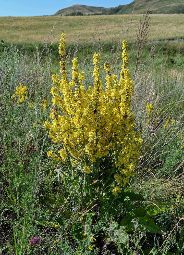 Image of Verbascum lychnitis specimen.