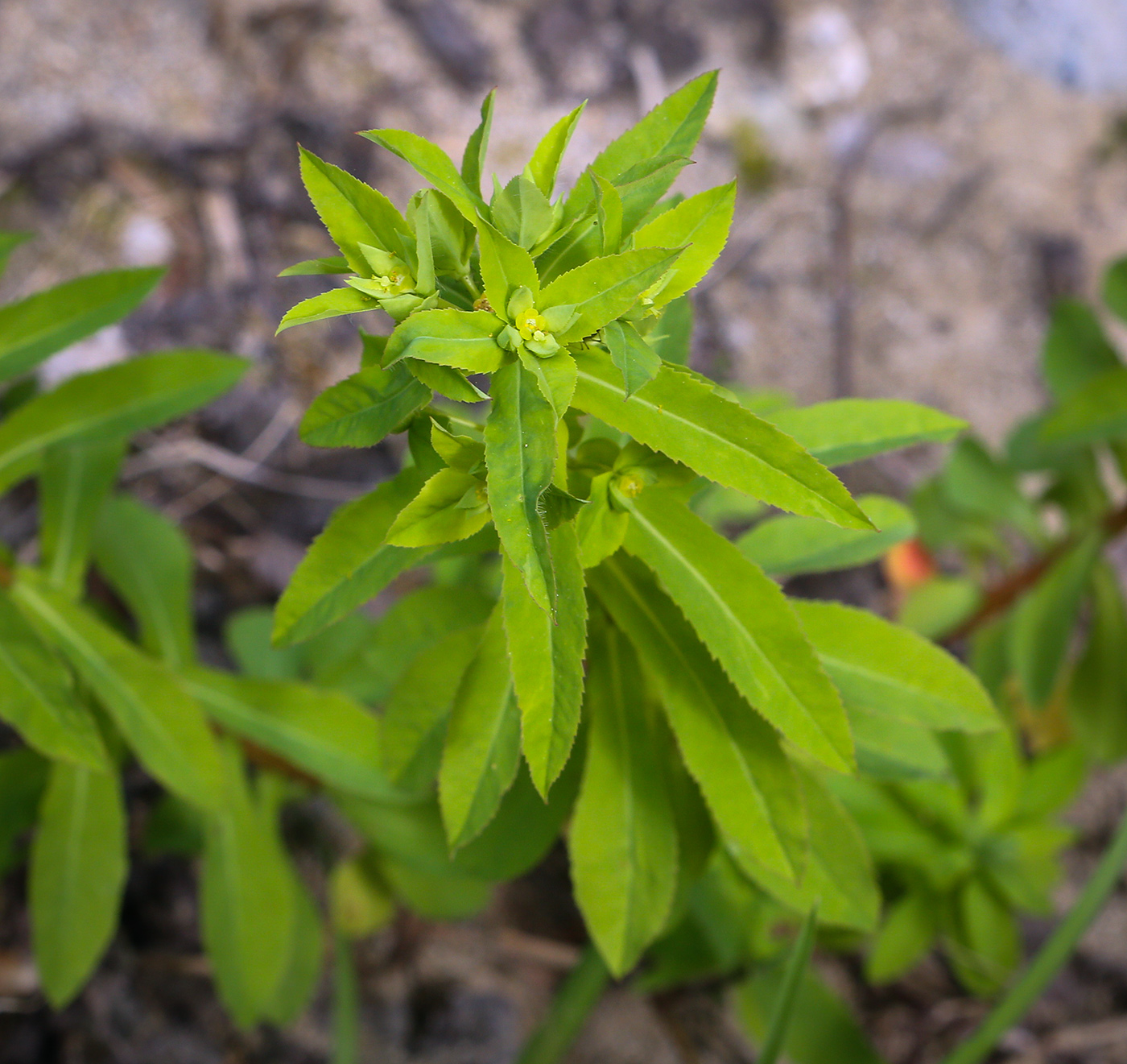 Изображение особи род Euphorbia.